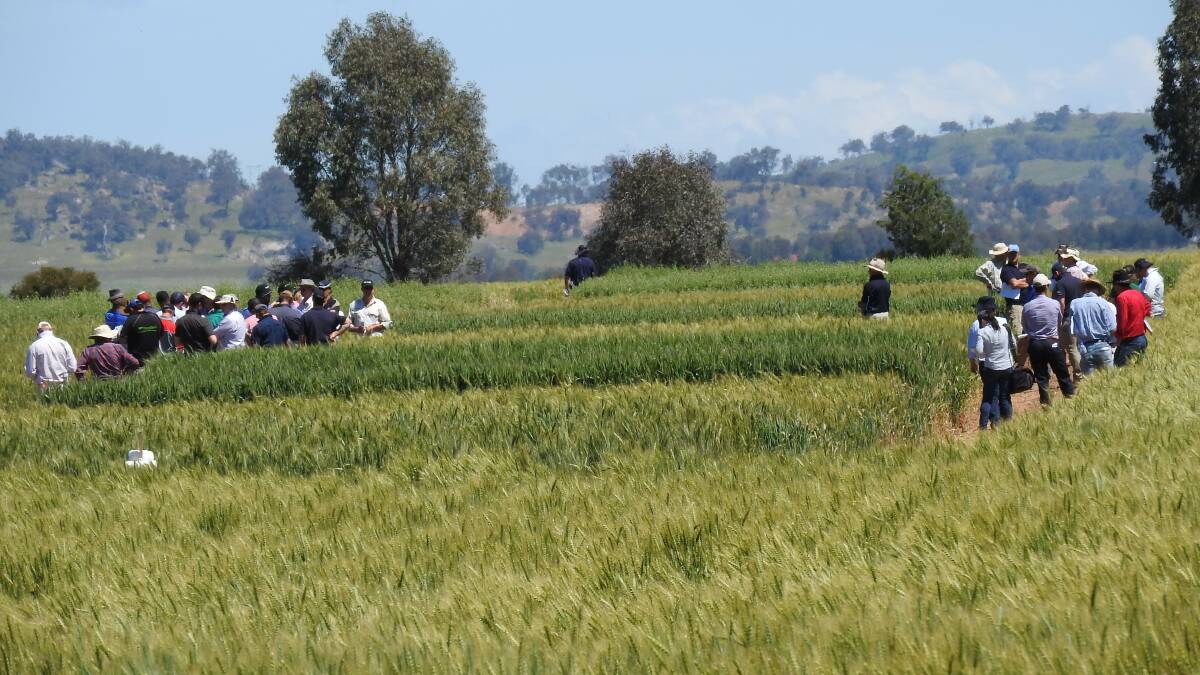 The field day also provides an opportunity to discuss the issues that are developing in the lead-up to harvest.
