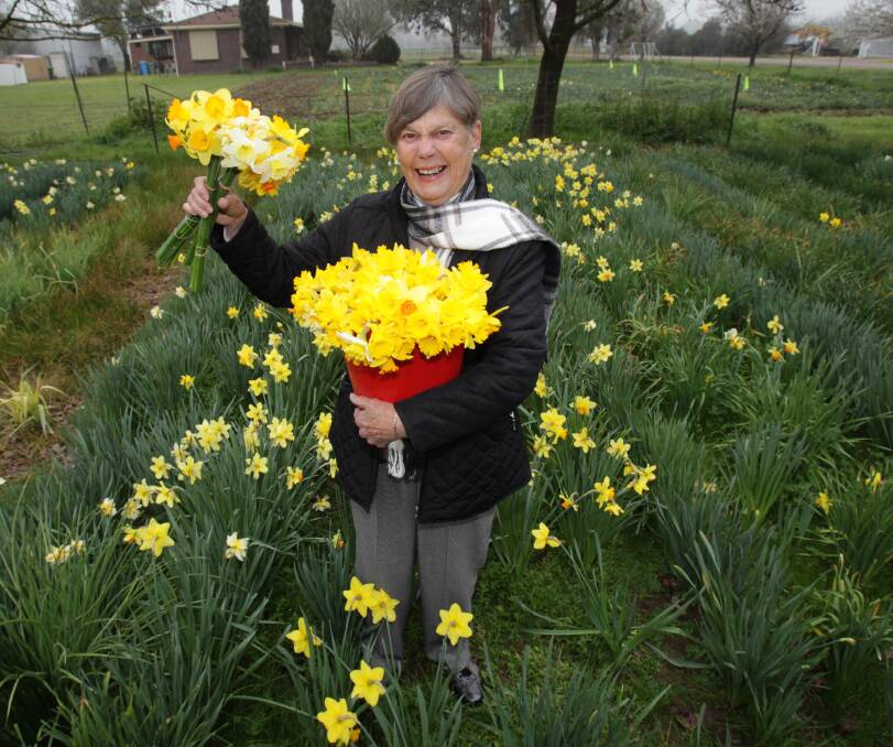 SEA OF YELLOW: Trish Bouffler, pictured in a daffodil field at Gumly Gumly, celebrates 20 years of volunteering with the Cancer Council this Daffodil Day. Picture: Les Smith