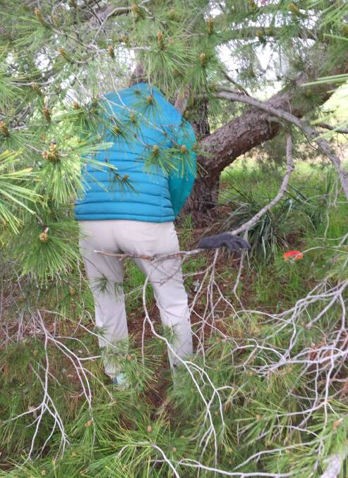 LOST: One of the golfers looking for her ball among the trees. Picture: Contributed