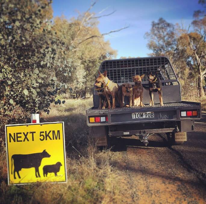 INSTA GOOD: tcb__pastoral posted this image from Henty on Instagram - TCB Pastoral and Droving. Just living the dream. 
