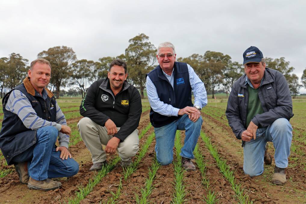 HMFD director Daryl Thomson, Culcairn, Aaron Giason and Geoff Baker, Baker Seed Co, Rutherglen, and HMFD chairman Ross Edwards, Yerong Creek, inspect the newwheat trials.