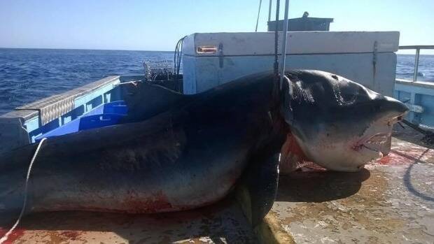 A gigantic, four-metre tiger shark, shown in Facebook photos, was reportedly caught off Nine Mile Beach, on the Tweed Coast, in the past few days. Photo: Facebook