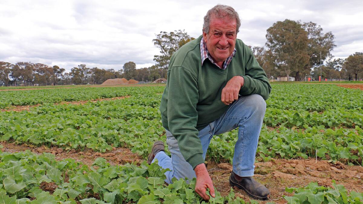  HMFD chairman and Yerong Creek farmer Ross Edwards inspects the canola in the agronomy plots.