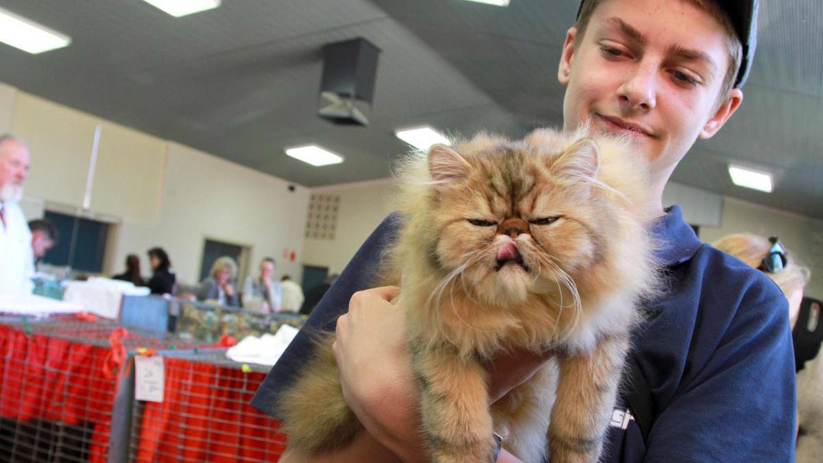 Jesse Lopzie-Plachozki with Tiger Lillie at the Griffith Cat Show. Picture: The Area News