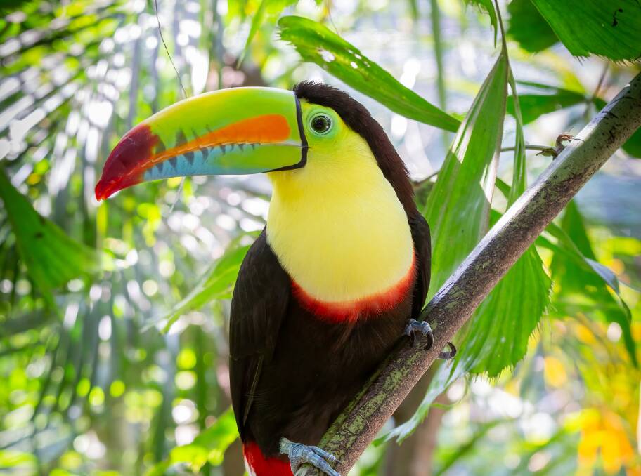 A toucan in Colombia. Picture by Getty Images A toucan in Colombia. Picture by Getty Images