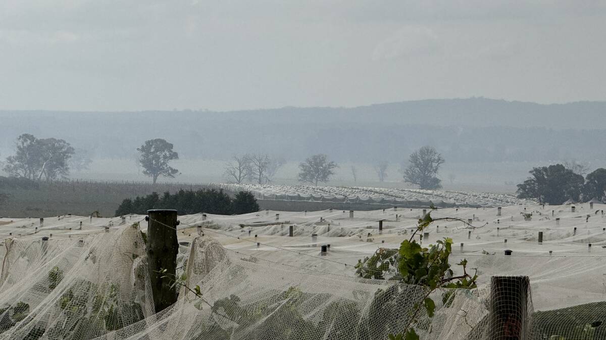 Netted vines at Cherry Tree Hill vineyard at Sutton Forest. Picture supplied Netted vines at Cherry Tree Hill vineyard at Sutton Forest. Picture supplied