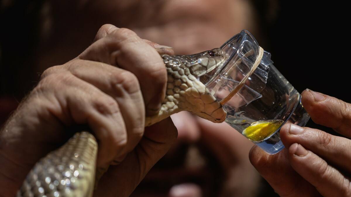 Australian Reptile Park manager Billy Collett milking a king brown at the opening of the Weigel Venom Centre. Picture by Marina Neil Australian Reptile Park manager Billy Collett milking a king brown at the opening of the Weigel Venom Centre. Picture by Marina Neil