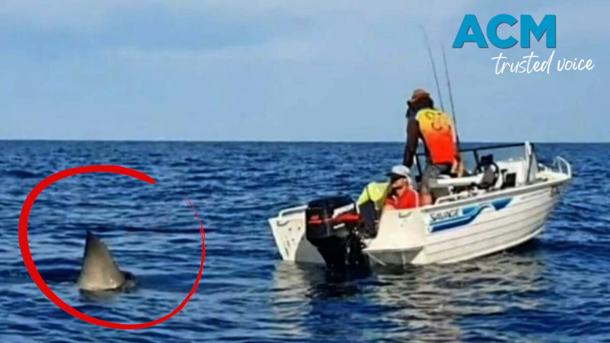 A great white shark gets eerily close to two fishermen off the South Australian coastline. Picture supplied A great white shark gets eerily close to two fishermen off the South Australian coastline. Picture supplied
