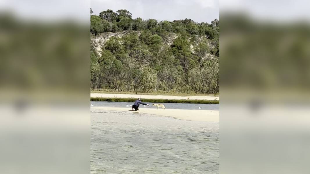 A man is filmed interacting with a dingo at K'gari. Picture supplied by Queensland Department of Environment and Science A man is filmed interacting with a dingo at K'gari. Picture supplied by Queensland Department of Environment and Science