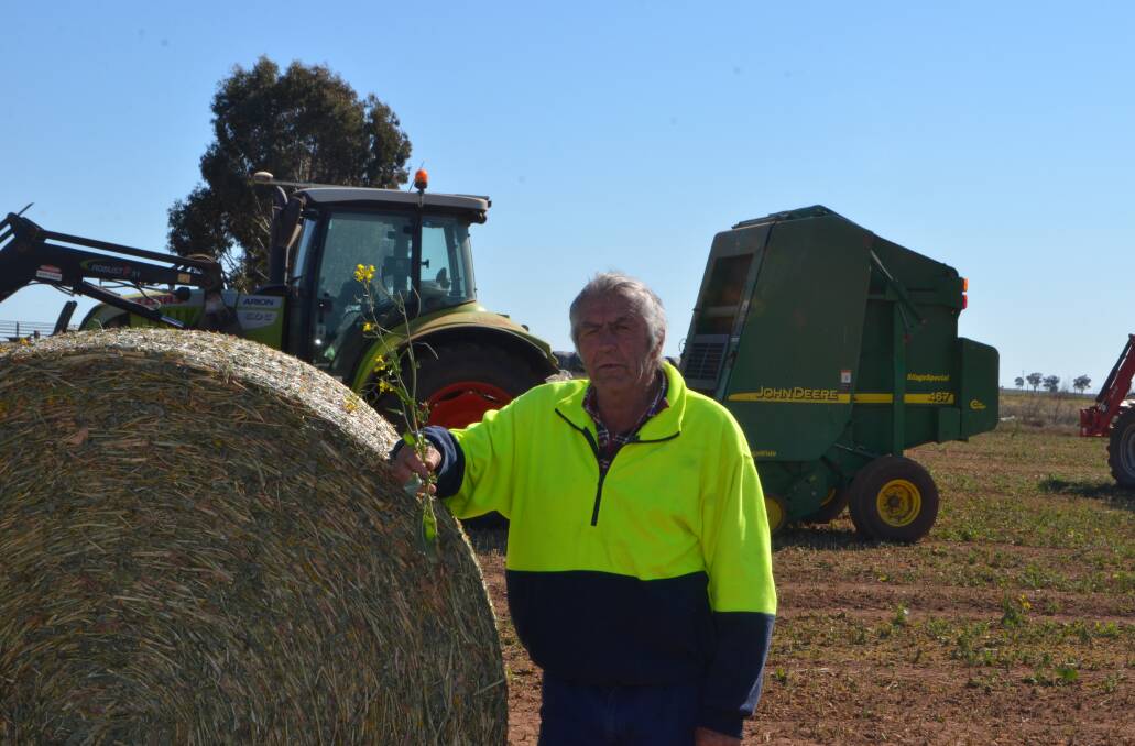 NUTRIENT RICH: Jim Morgan takes a break from baling to show the quality of the canola he is conserving.