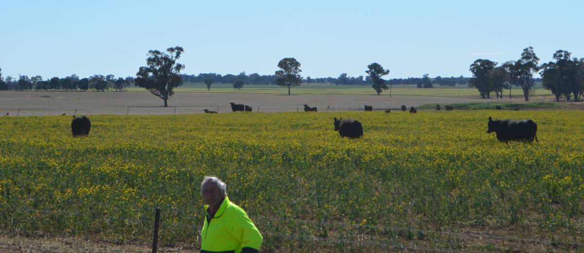 OPTIONS: Jim Morgan checking his heifers grazing a canola crop he knew did not have enough soil mositure to carry it through to produce grain.