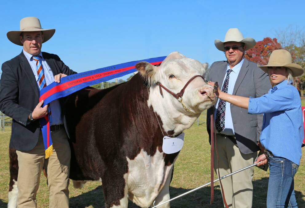 HOLBROOK CONNECTION: Champion EU index bull, Ravensdale Westward M035, with Andrew Donoghue, Tim Bayliss and Jess Hobbs. 