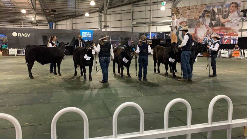 WINNERS: Action from the domestic steer class in the Angus feature at Royal Melbourne Show. Picture: Angus Australia