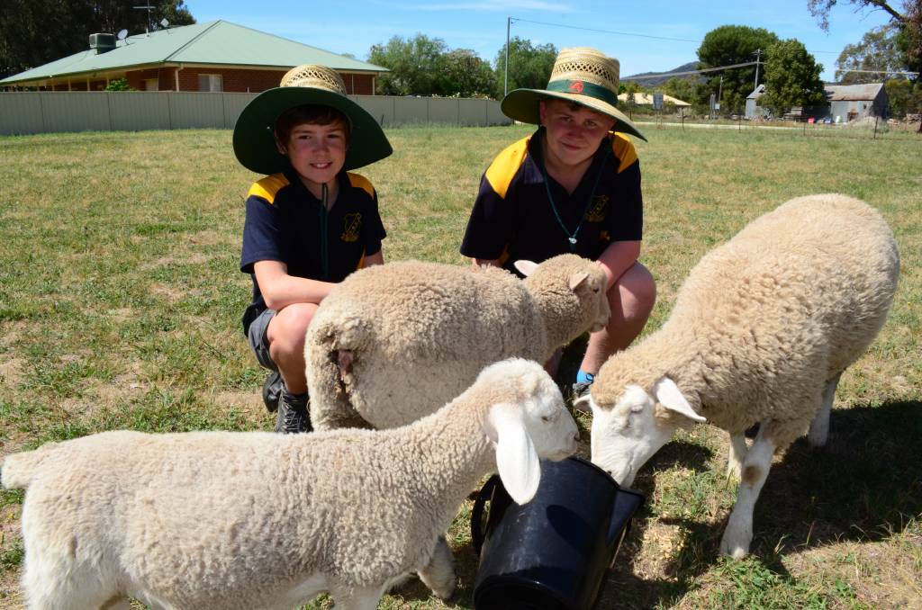PADDOCK INTEREST: Byron Scott, 12 and Robert Furner, 14 are pictured with some of the prime lambs at The Rock Central School. Picture: Nikki Reynolds