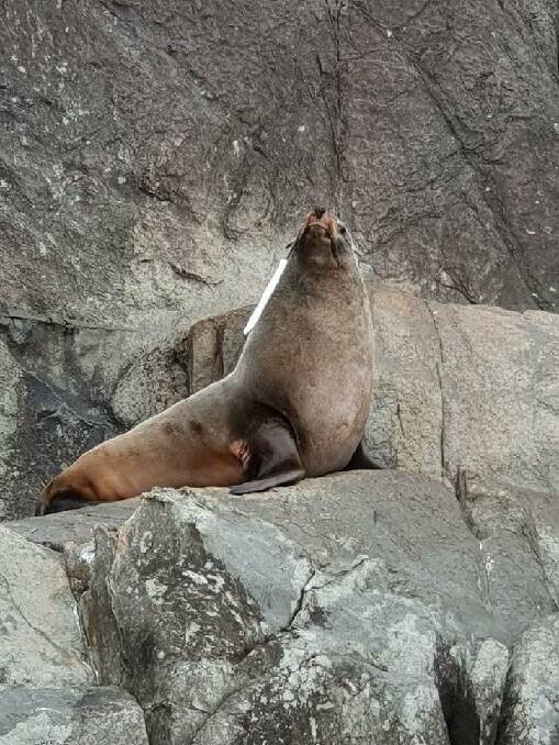 CAUGHT: Australian fur seal with gaff hook lodged in its muzzle at Cape Hauy. Picture: Drew Griffiths