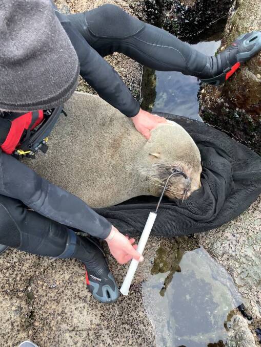 RESCUE: Biologist Sam Thalmann removing a gaff hook from the muzzle of an Australian fur seal. Picture: Supplied.