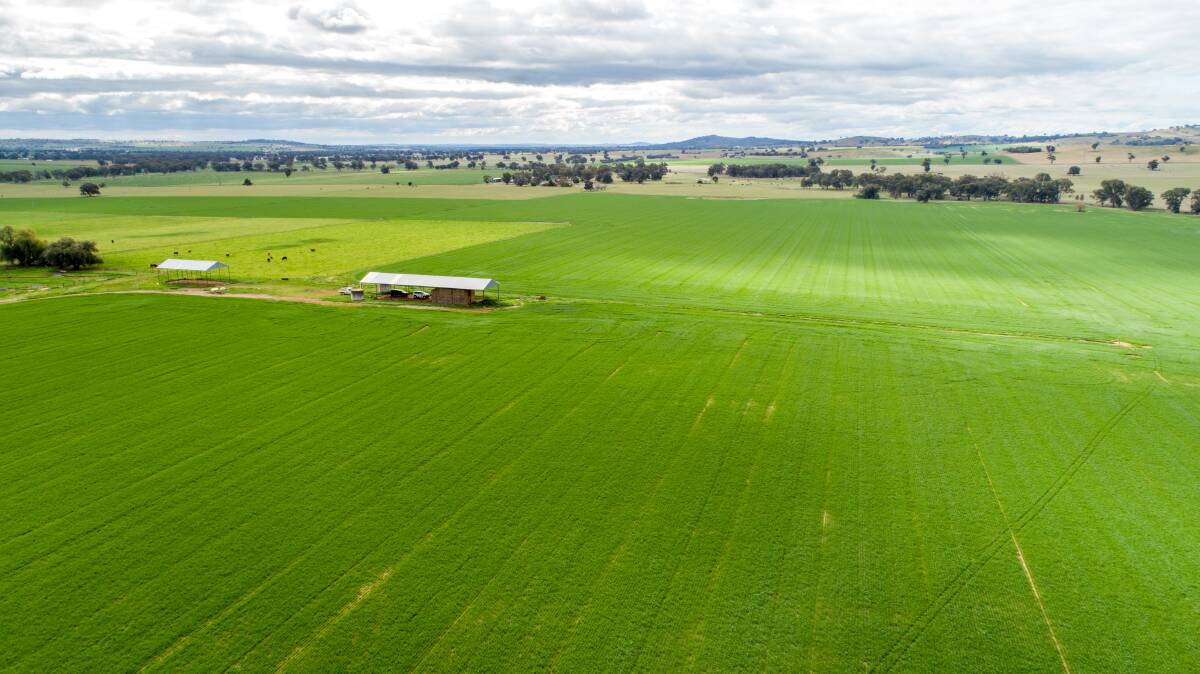 THE property is currently sown to 300 acres of Lancer wheat in the northern portion.