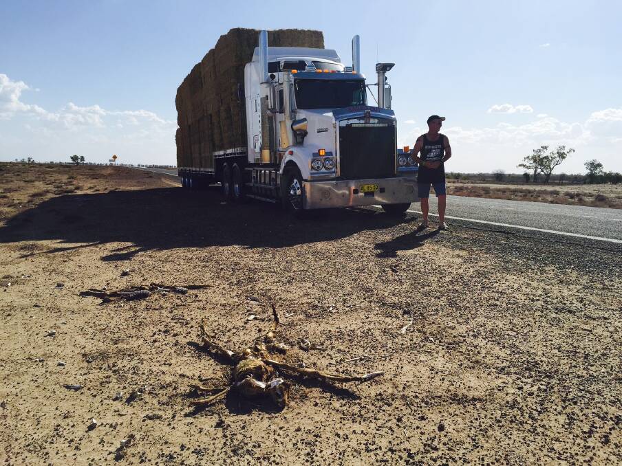 BARE TO THE BONE: Brett Lieschke, a long-standing hay runner from Walbundrie, surveys the landscape on the long run into Cunnamulla where the roadside is littered with animal carcasses.