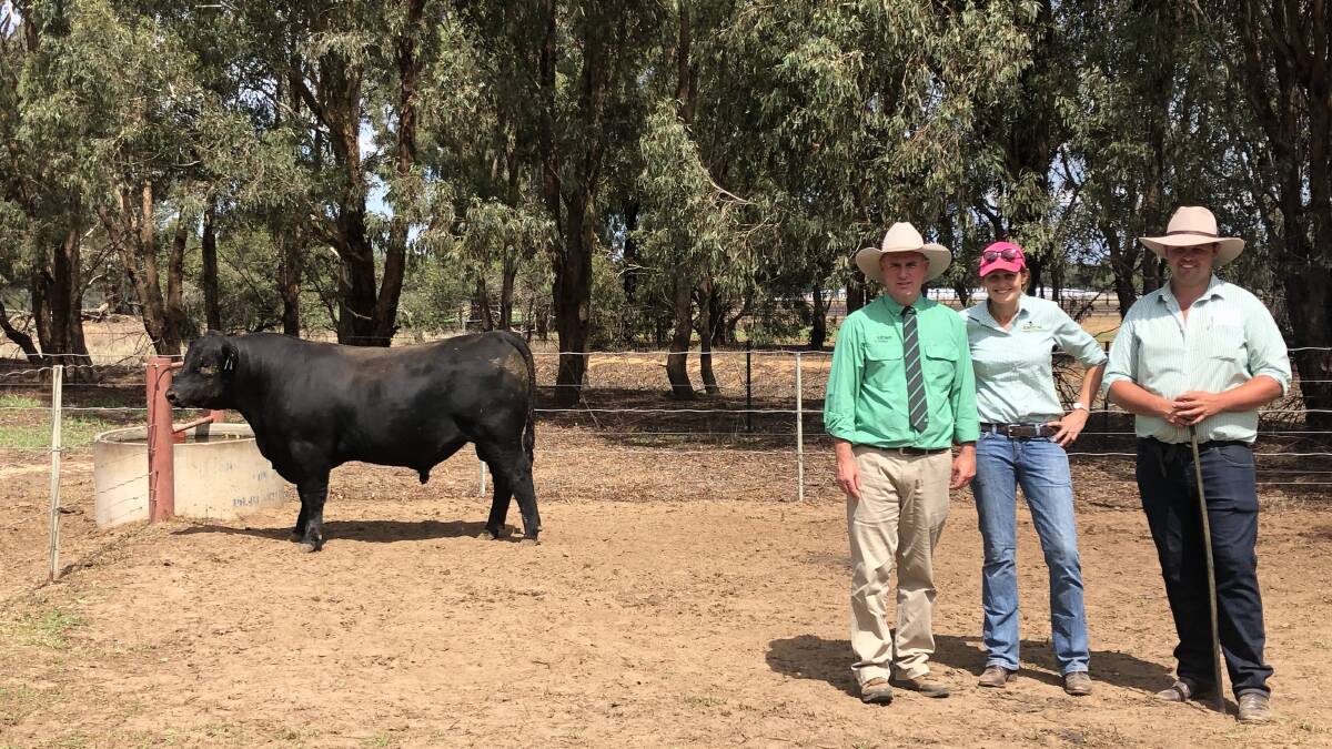 Rennylea P550 sold for $38,000, a new record for the stud. Pictured with Nutrien auctioneer Peter Godbolt and stud principals Ruth Corrigan and Anthony Corrigan.