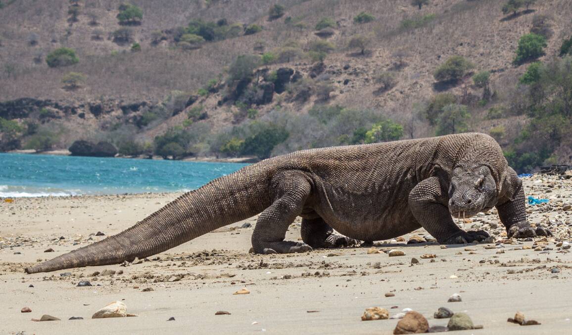 Komodo Island is no zoo - you're walking with killers. Picture by Michael Turtle