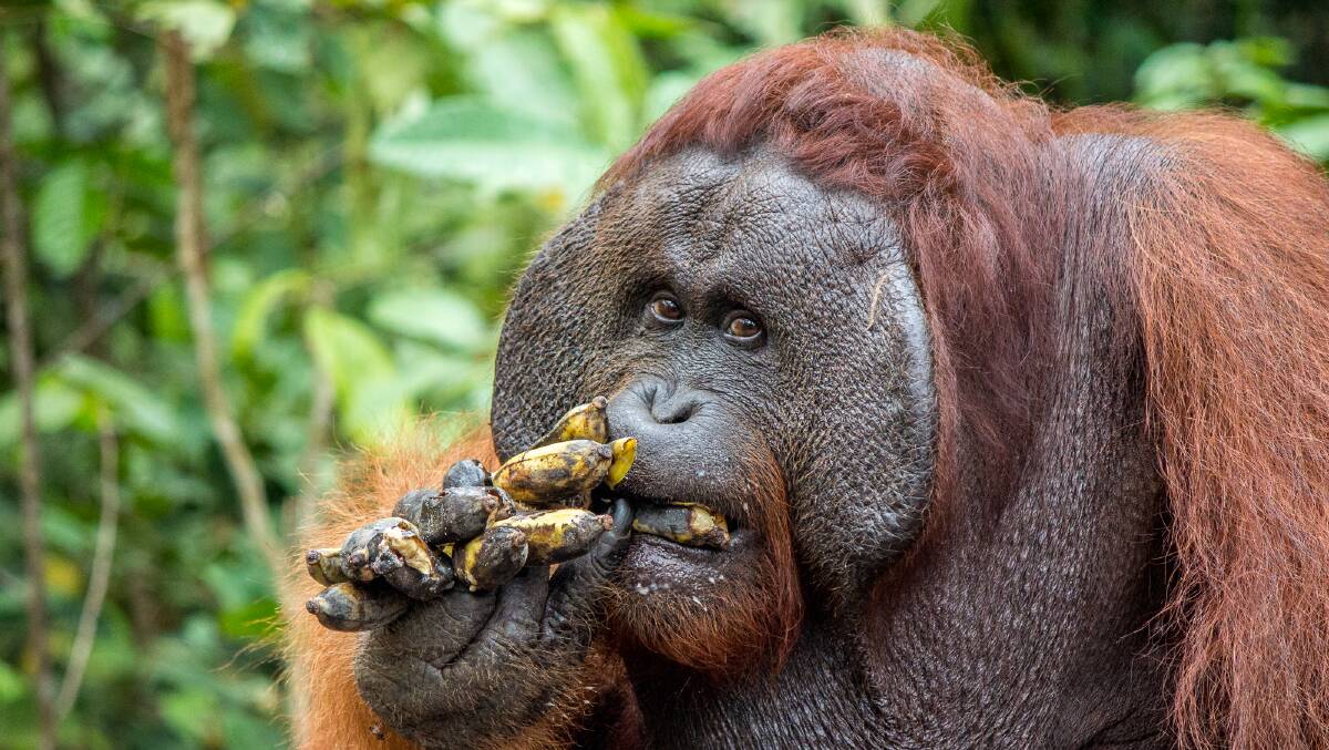 Visit research facility Camp Leakey to see orangutans up close. Picture by Michael Turtle