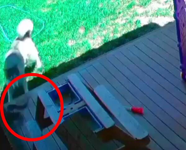 Nala chased the snake across the deck. Nala chased the snake across the deck.