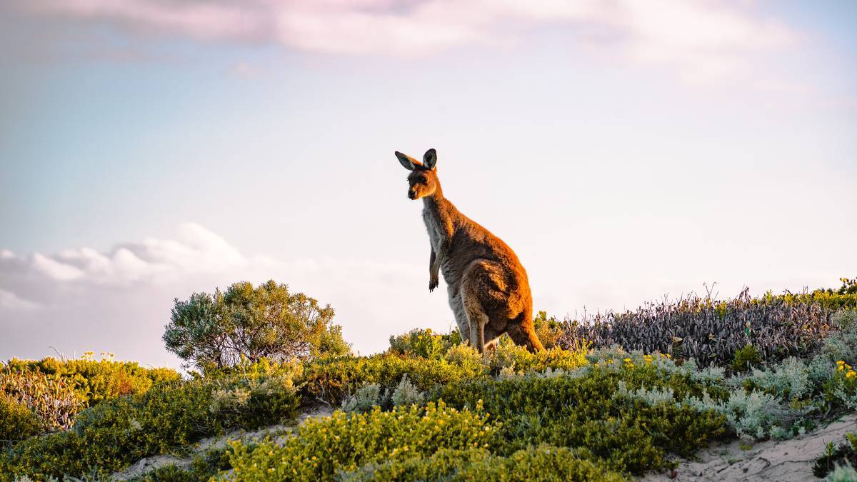 Kangaroo Island Kangaroo Island