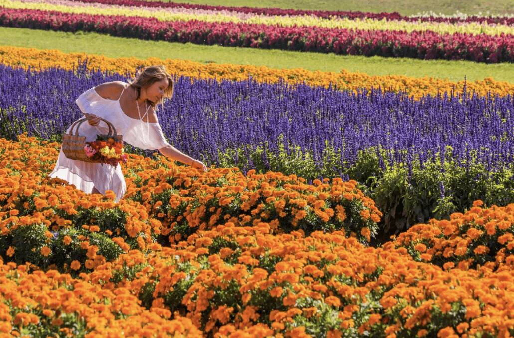 Here comes the bloom: Tesselaar KaBloom Festival of Flowers Here comes the bloom: Tesselaar KaBloom Festival of Flowers