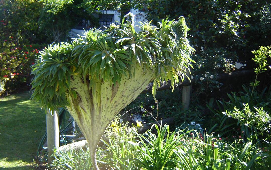 BIZARRE: Pride of Madeira, one of the many oddities of the plant world. 