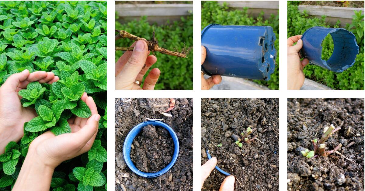 If left unchecked mint can take over. But there's a simple solution for growing mint without it invading the rest of your vegie garden. Photos: Shutterstock and Hannah Moloney. 
