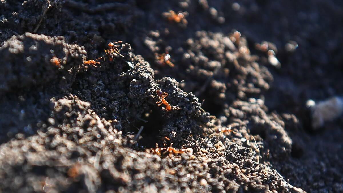 Fire ants are one of the worst invasive species to reach Australia. (Jono Searle/AAP PHOTOS) Fire ants are one of the worst invasive species to reach Australia. (Jono Searle/AAP PHOTOS)