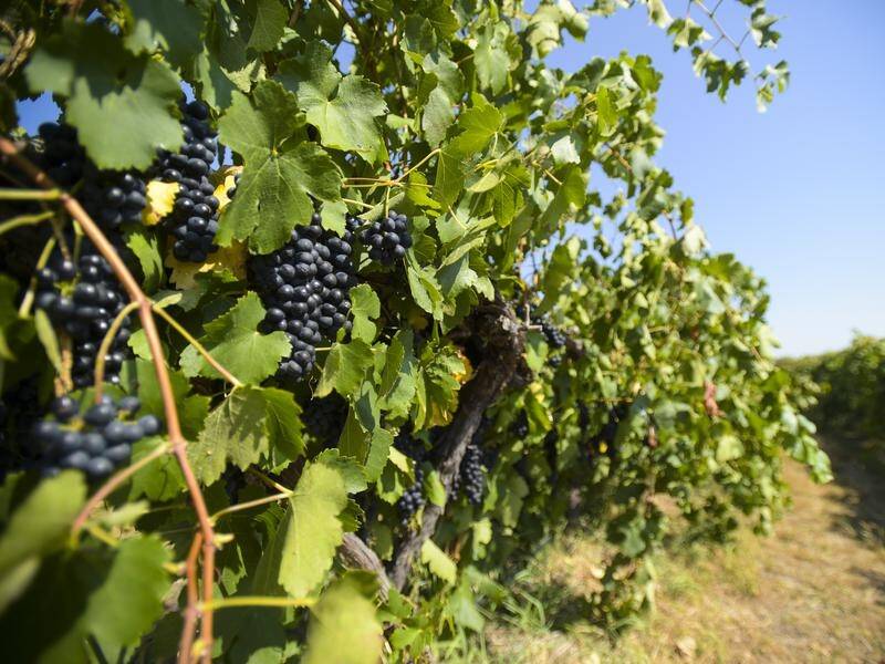 The government is being urged to support grape growers hit by the new Chinese tariffs on wine.