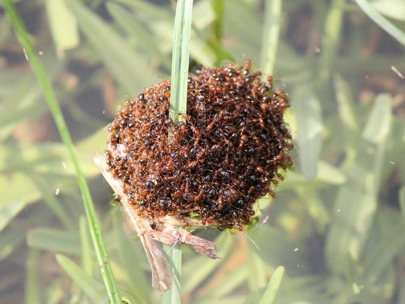 Authorities are concerned "fire ant rafts" floating on flood waters will spread the pest. Photo: HANDOUT/Invasive Species Council Authorities are concerned "fire ant rafts" floating on flood waters will spread the pest. Photo: HANDOUT/Invasive Species Council
