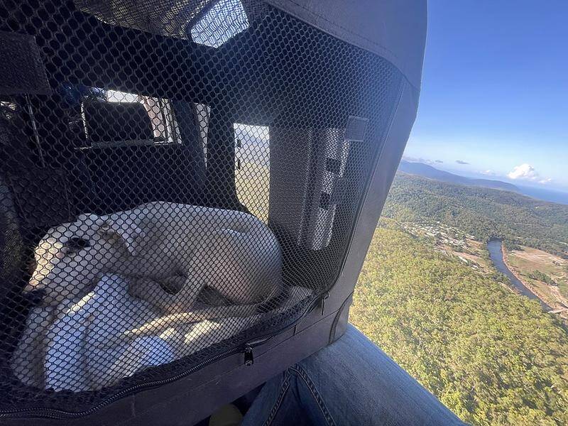 Dotti the dog was flown by helicopter from a far north Queensland community after breaking a leg. (HANDOUT/DOUGLAS SHIRE COUNCIL)