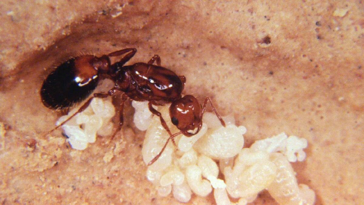 Fire ants are projected to slash agricultural output in Australia by 40 per cent if unchecked. (AP PHOTO) Fire ants are projected to slash agricultural output in Australia by 40 per cent if unchecked. (AP PHOTO)