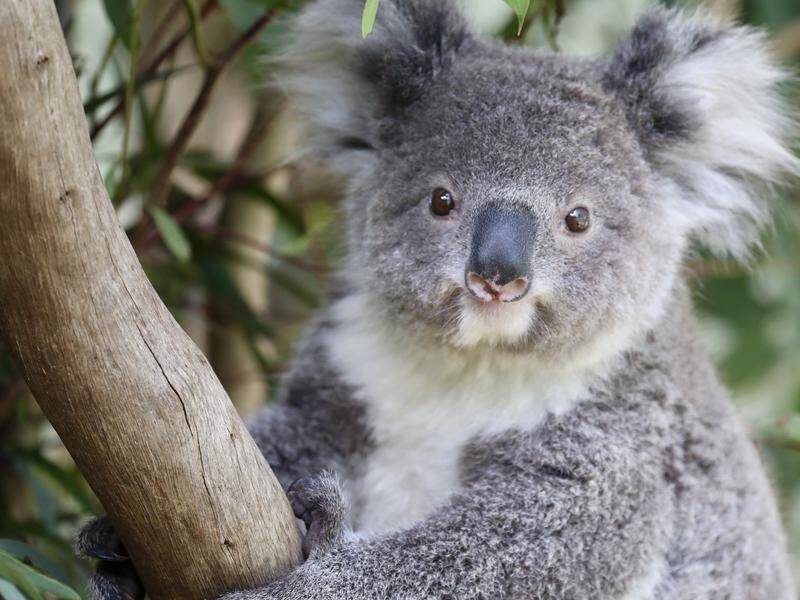 Drones equipped for facial recognition will help researchers monitor SA koala populations.