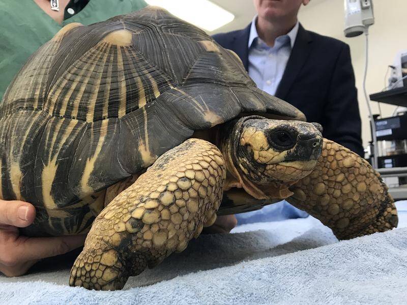 A man charged over tortoises stolen from Perth Zoo has tried to plead guilty.