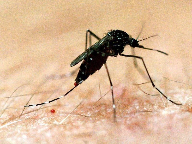 Ross River virus is spread by mosquitoes and symptoms include fever, swollen and painful joints. (Dave Hunt/AAP PHOTOS)