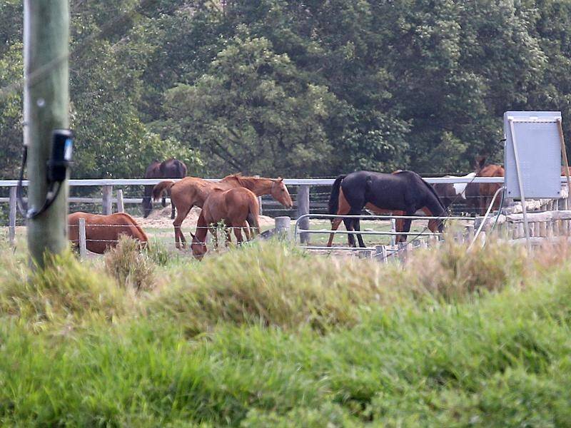 Australia's agriculture ministers will meet to urgently discuss the welfare of retired racehorses .