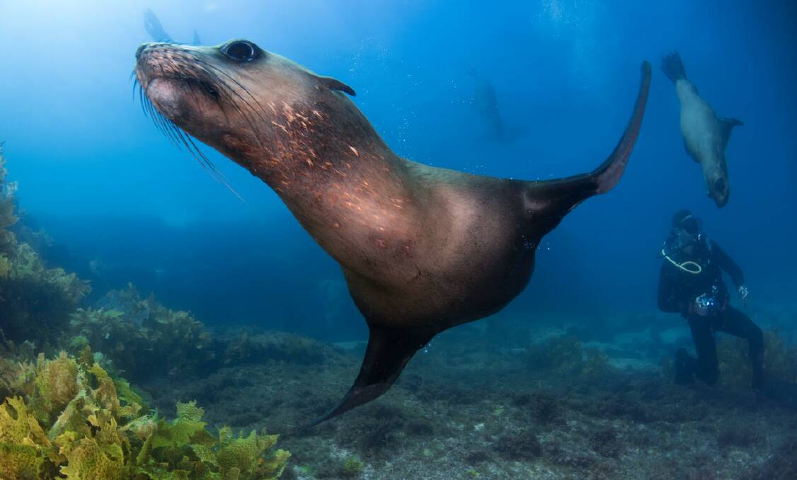 A fur seal at Montague Island. Picture: Matt Tworkowski