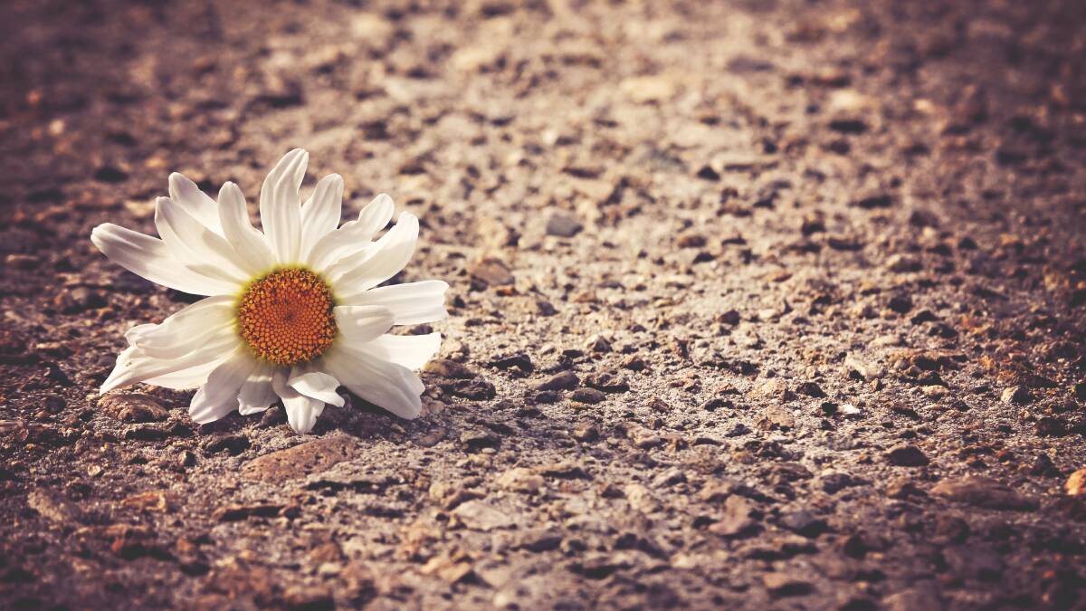 Sometimes sadness crushes the daisies
