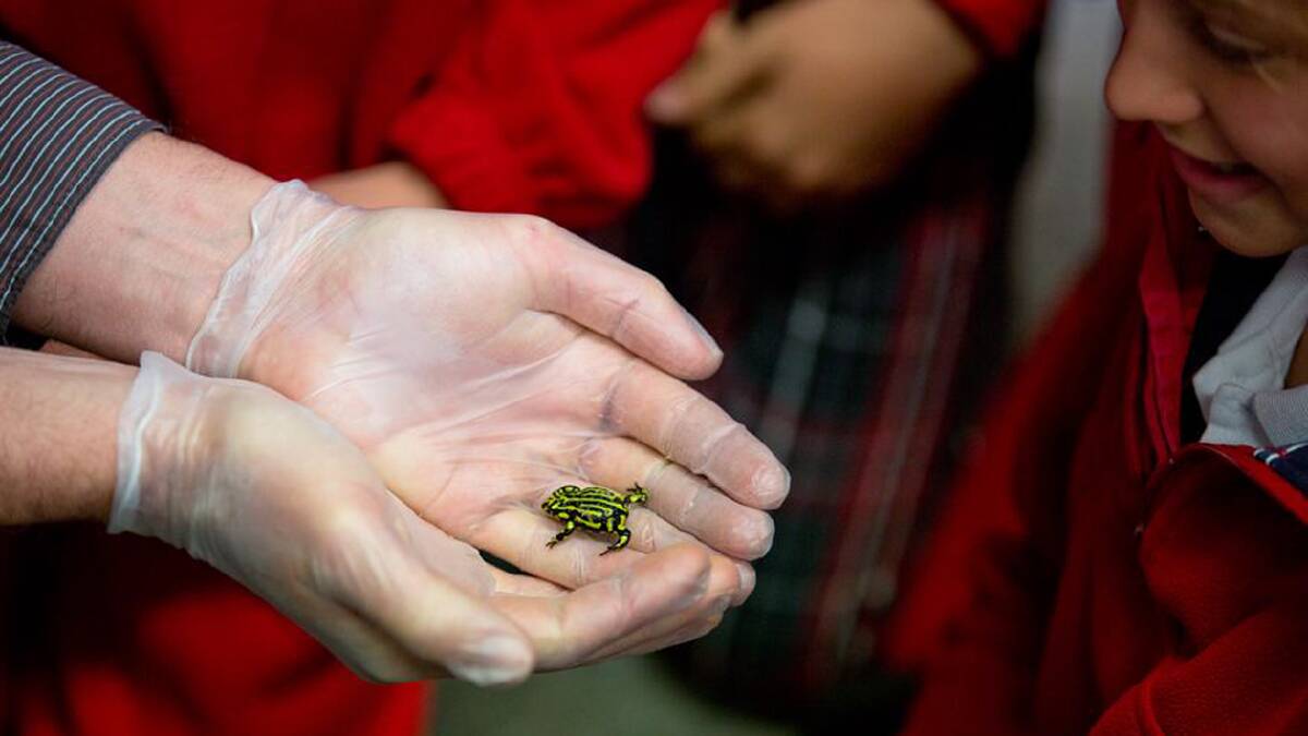 Students from Burrumbuttock Public School inspected the new Southern Corroboree Frogs at Burrumbuttock last week.